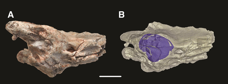 Illustration for article titled Reptile Fossil Solves Mystery of How Snakes Lost Their Legs
